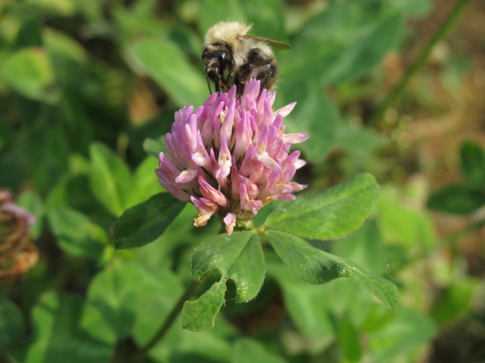 Клевер луговой