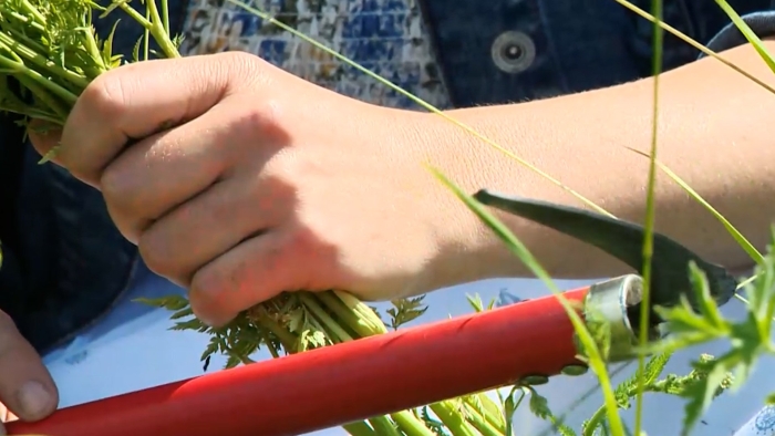 Лечебная трава