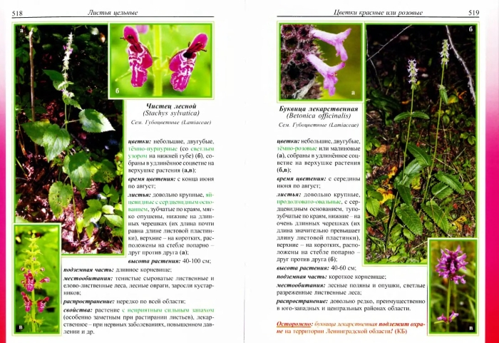 Атлас дикорастущих растений ленинградской области