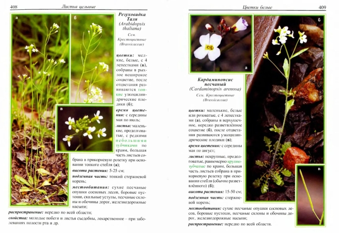 Резушка таля arabidopsis thaliana
