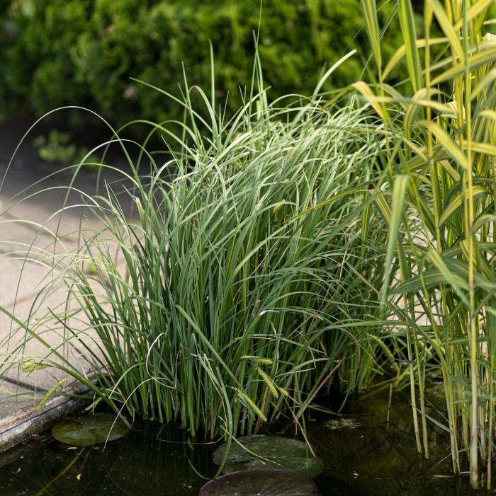 Осока магелланская