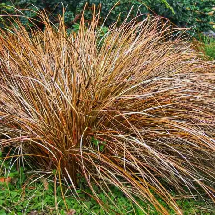 Осока власовидная