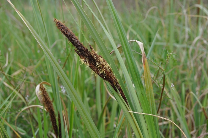 Carex riparia