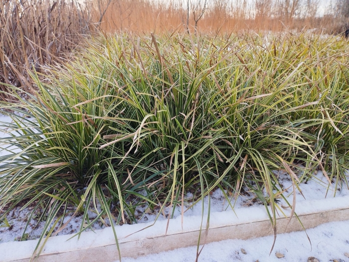 Carex morrowii variegata