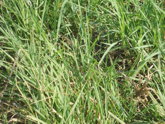 Пырей трава