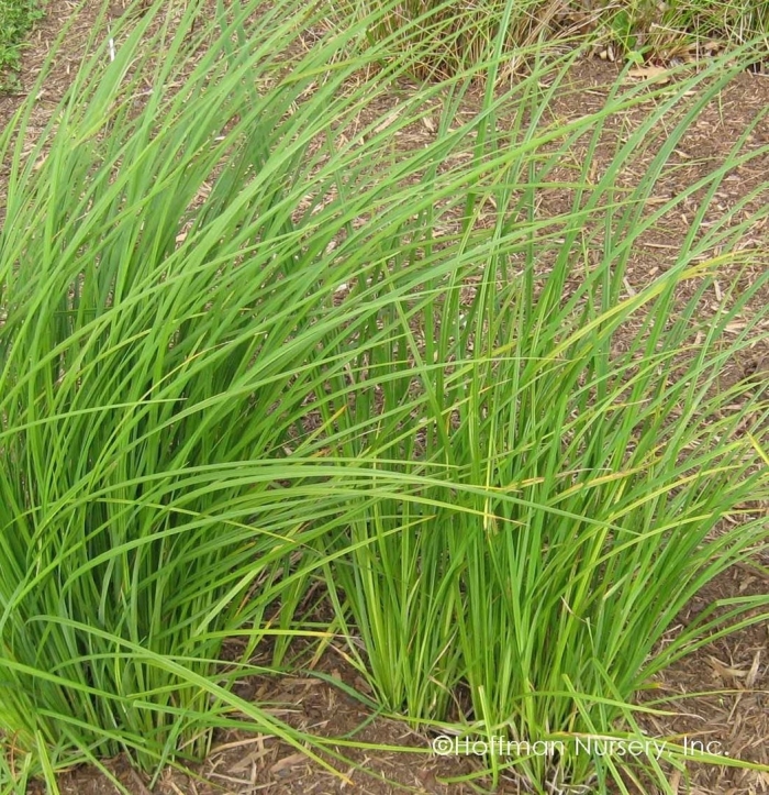 Осока толстостолбиковая