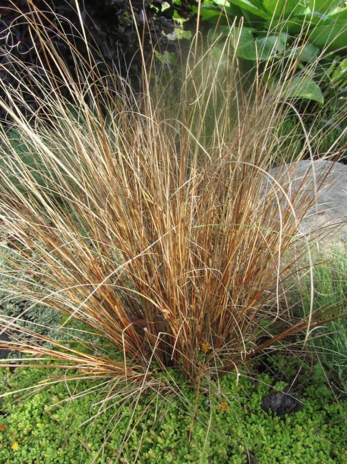 Осока буханана (carex buchananii)