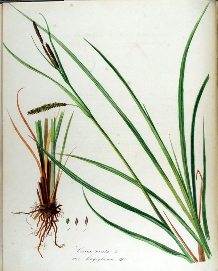 Carex gracilis