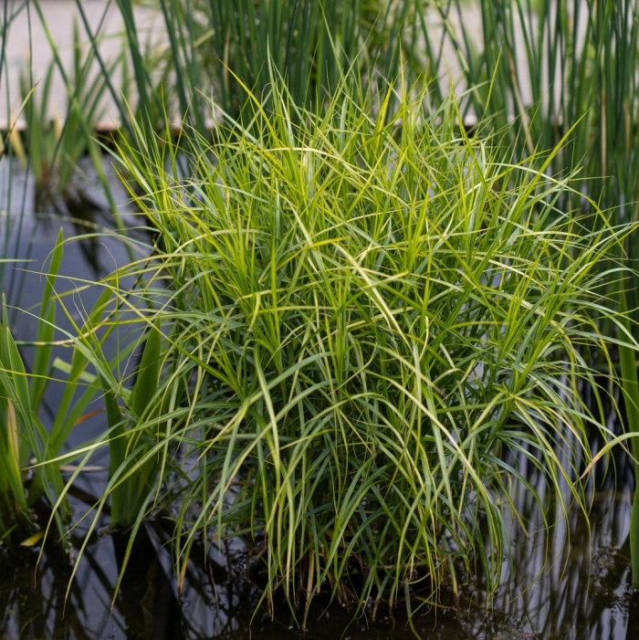 Осока carex muskingumensis