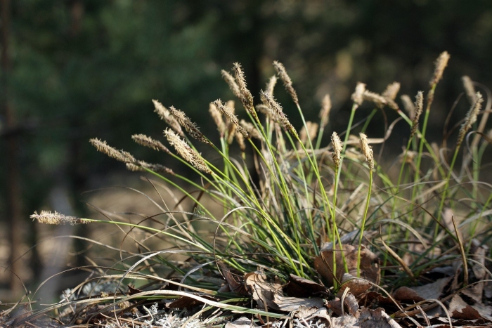 Осока просяная (carex panicea)