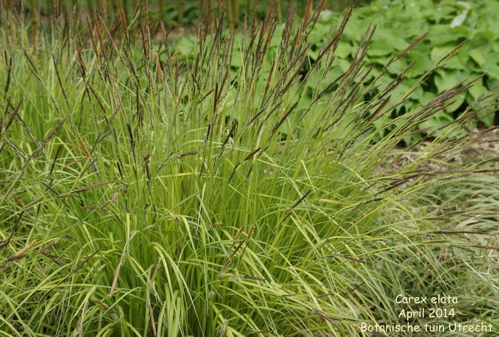 Carex elata aurea