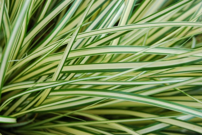 Carex oshimensis evergold