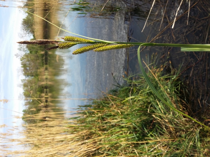 Bromopsis riparia злаковые