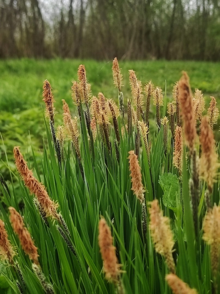 Осока береговая