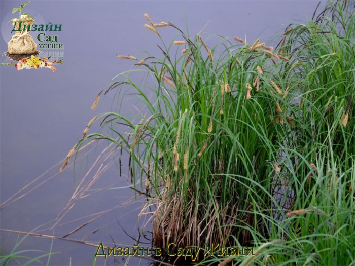 Осока береговая carex riparia