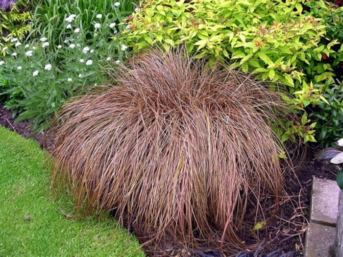 Осока косматая bronze