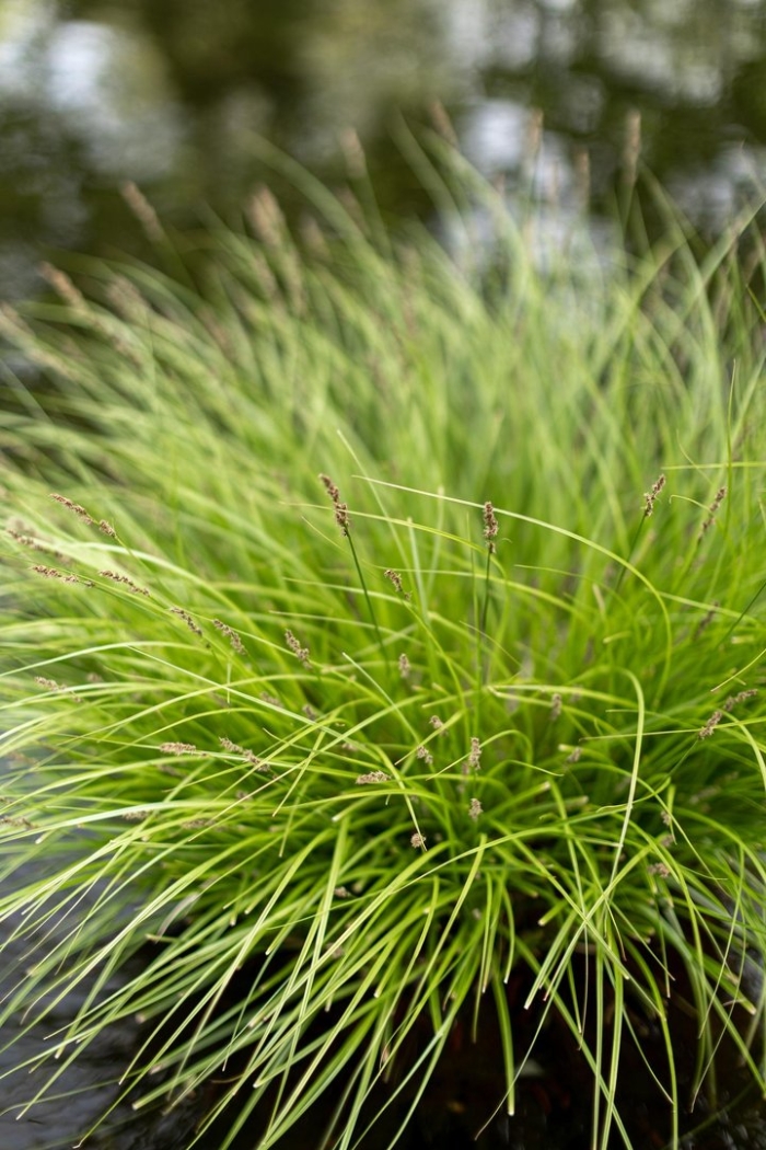 Осока метельчатая monet