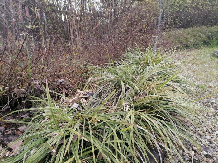 Осока морроу вариегата