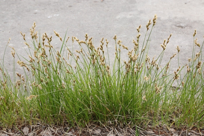 Carex supina