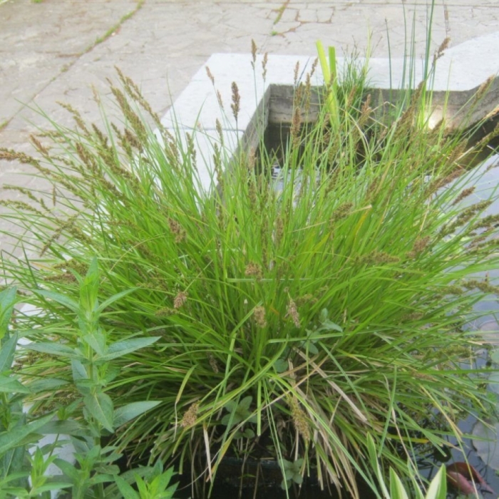 Осока метельчатая carex paniculata