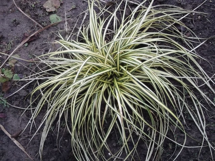 Осока эверголд