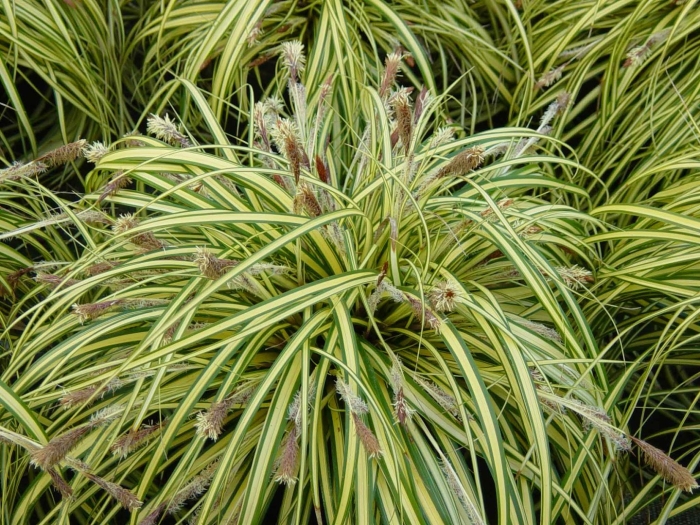 Осока carex oshimensis evergold