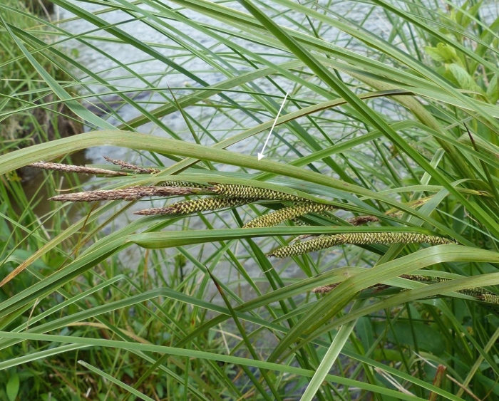 Осока острая (carex acuta)