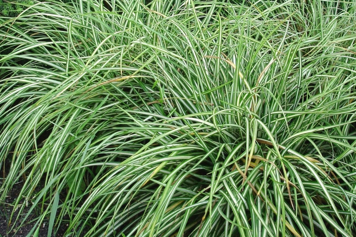 Осока пестролистная