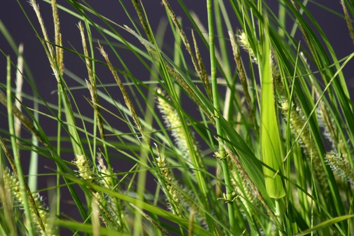 Осока трава