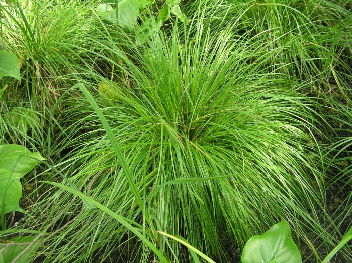 Осока горная carex montana