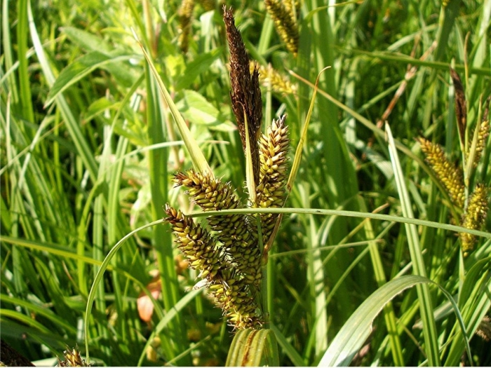 Осока береговая