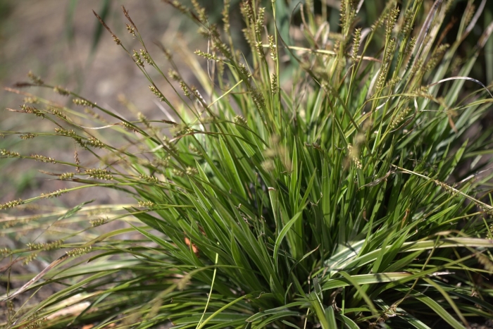 Осока арнелля