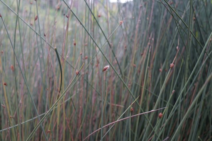 Осока пузырчатая