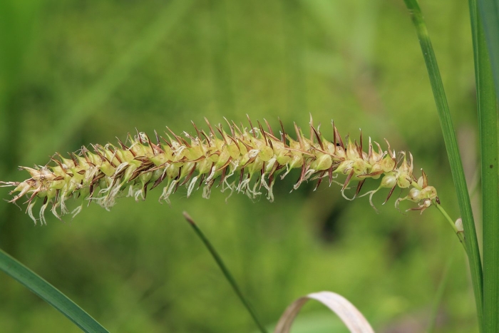 Осока носиковая (carex rostrata)