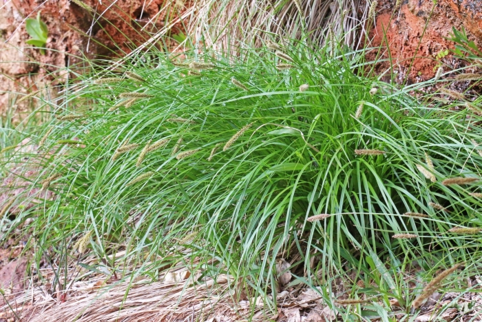 Carex curatorum