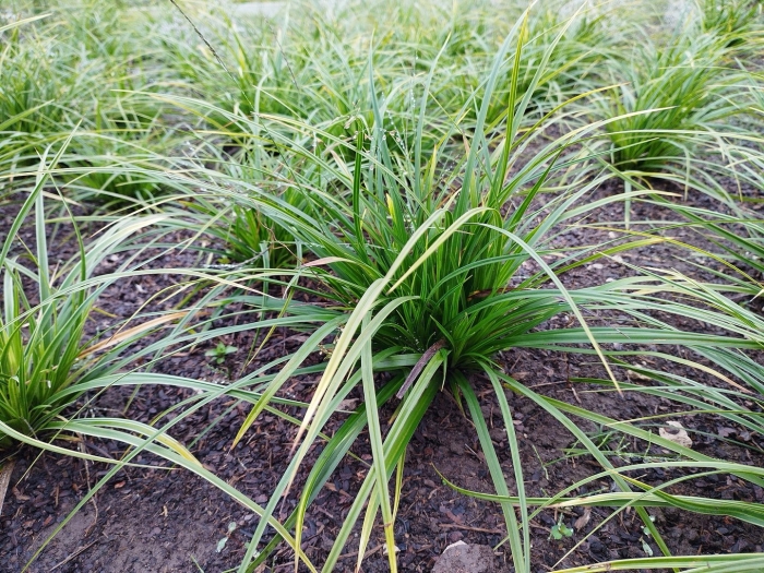 Осока морроу 'variegata'