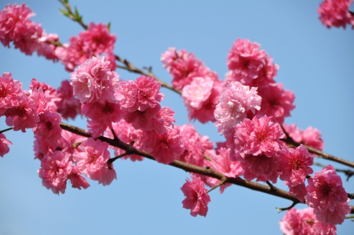 Японский абрикос цветение