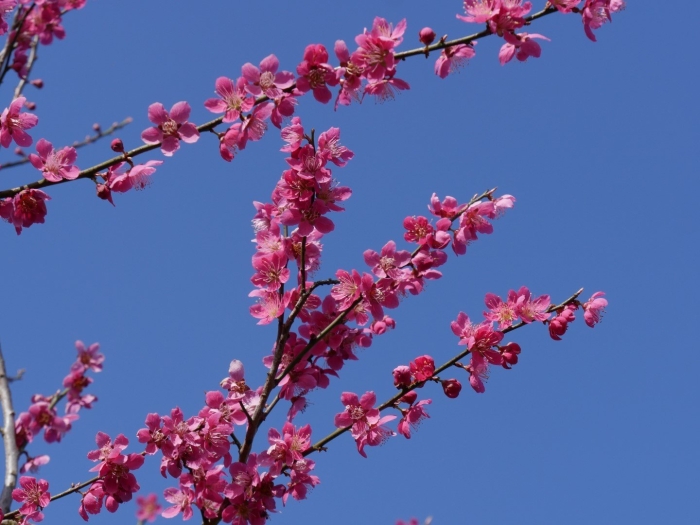 Японский абрикос муме