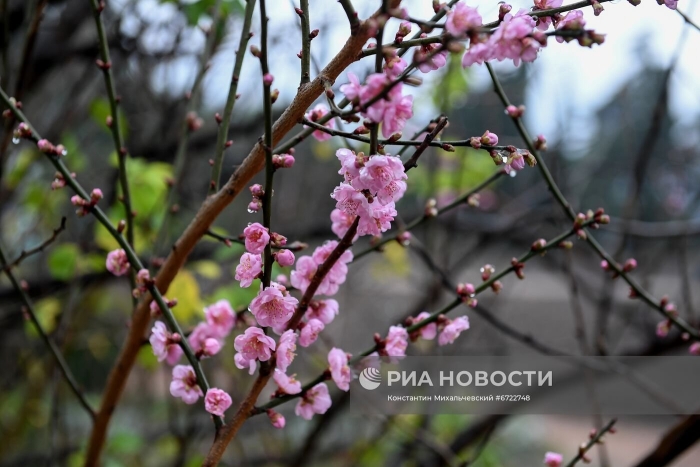 Абрикос муме в никитском саду