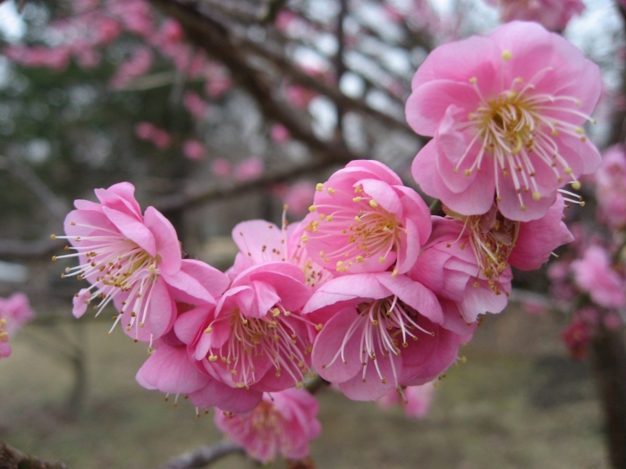 Японский абрикос муме