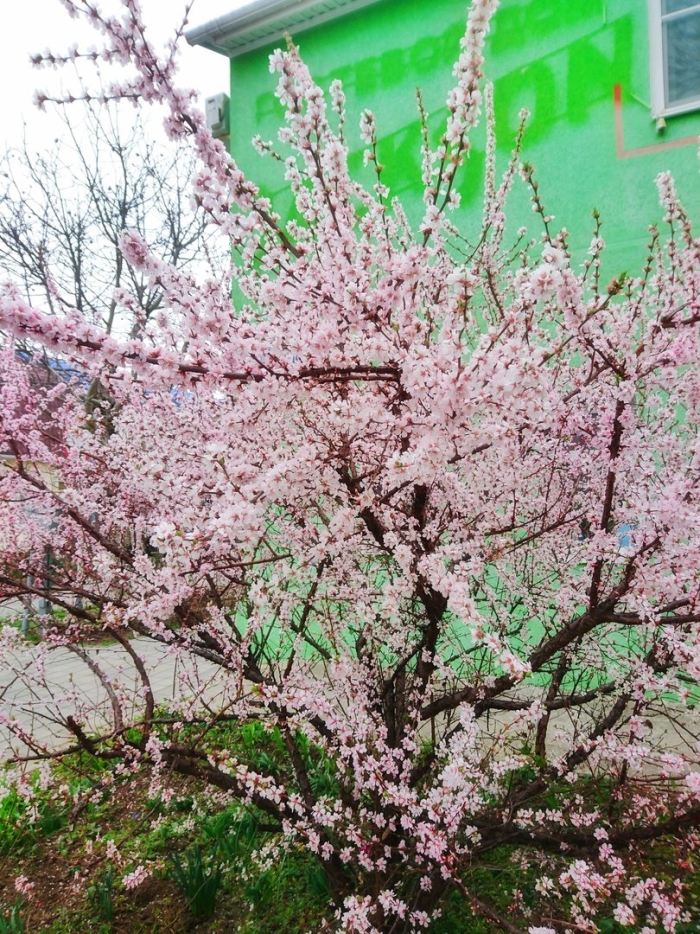 Абрикос цветение