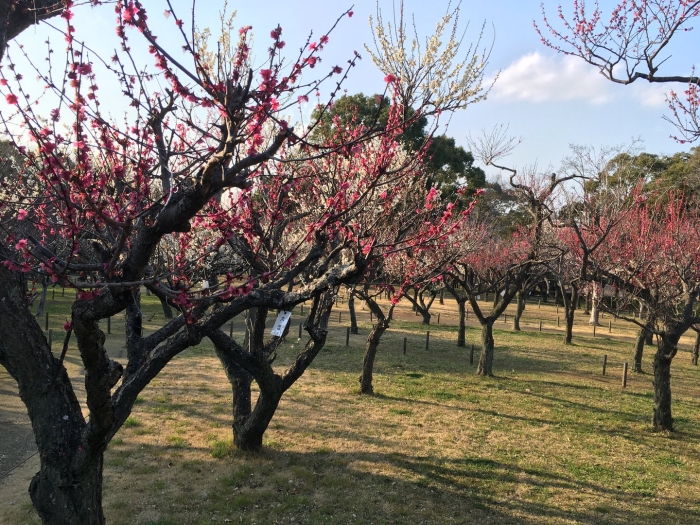 Абрикос гарден