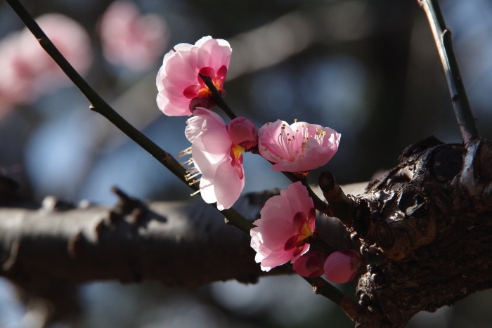 Prunus mume