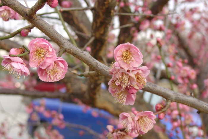 Цветет слива