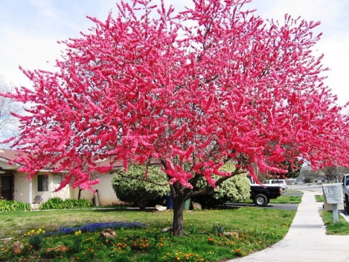 Церцис канадский багряник