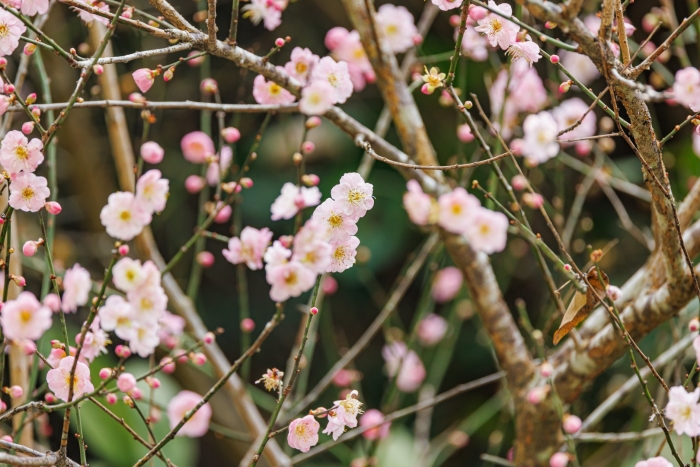 Японские цветы