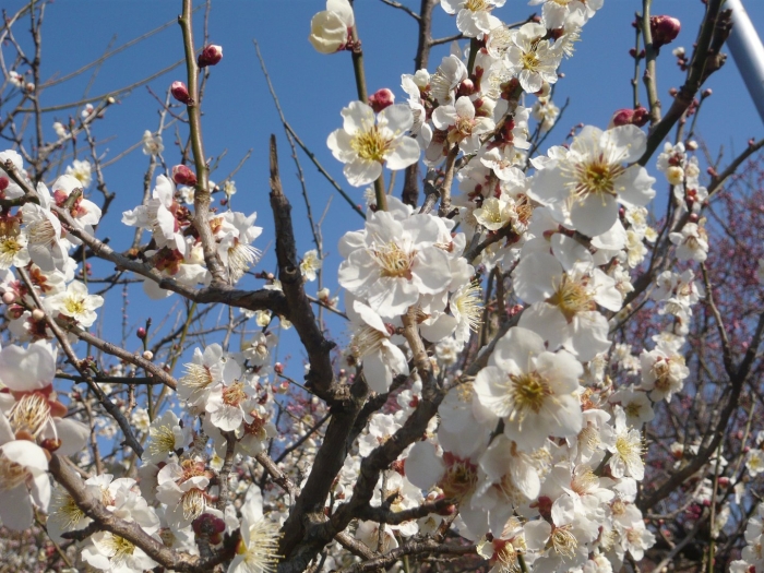 Цветение абрикоса