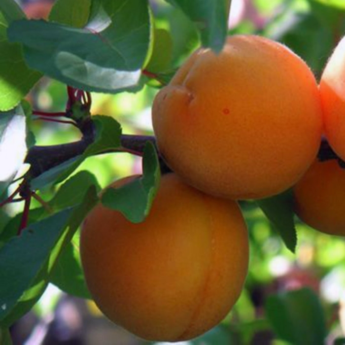 Абрикос голд рич