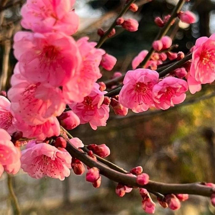 Цветет абрикос