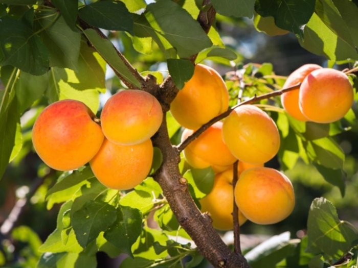 Абрикос оранж эрли